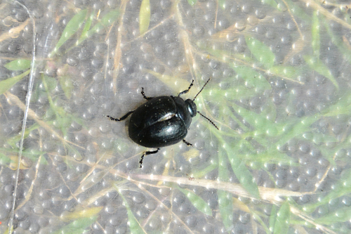 Chrysomelidae: Chrysolina haemoptera? Sì.